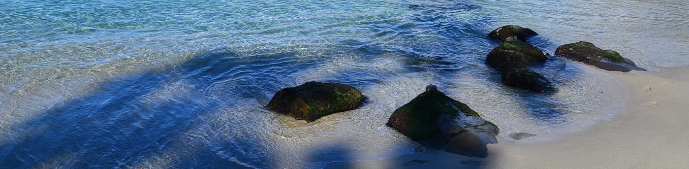 You are currently viewing Comment voir des colonies de phoques sur les plages de San Diego ?