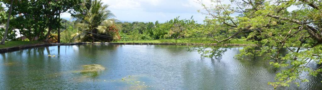 Lire la suite à propos de l’article Comment faire une cure de rhums à la distillerie Longueteau en Guadeloupe ?