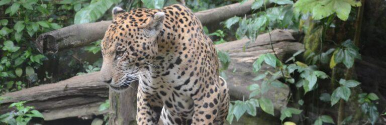 Lire la suite à propos de l’article Découvrir la faune et la flore de Guadeloupe au parc des Mamelles