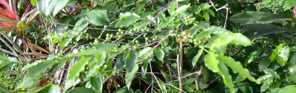 You are currently viewing Comment déguster un bon café au domaine de Vanibel en Guadeloupe ?