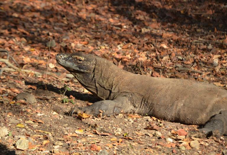 Lire la suite à propos de l’article Comment aller voir les dragons de Komodo sur l’île de Rinca en Indonésie