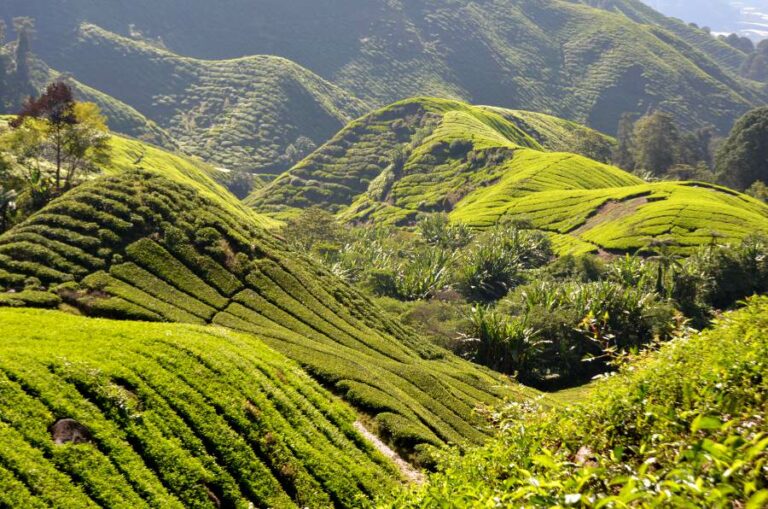 Lire la suite à propos de l’article Plantations de thé, trek dans les montagnes et forêt tropicale, bienvenue aux Cameron Highlands en Malaisie